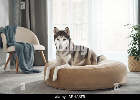Ein sibirischer Husky sitzt aufmerksam auf einem braunen Hundebett in einem hellen Raum. Die weiche Decke und die moderne Einrichtung unterstreichen die gemütliche Atmosphäre. Stockfoto