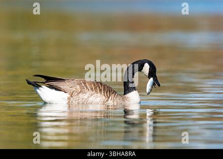 Kanadische Gans, Branta canadensis Fütterung Stockfoto