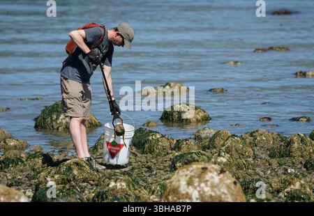 Vancouver, Kanada. Juni 2025. Ein Freiwilliger sammelt Müll während einer Landreinigung am World Oceans Day im Stanley Park in Vancouver, British Columbia, Kanada, am 8. Juni 2025. Der 8. Juni war der Welttag der Ozeane. Freiwillige nahmen an einer Veranstaltung zur Sanierung der Küste Teil, bei der sie Müll entlang der Küste aufsammelten, um das Bewusstsein für den Schutz der Meeresumwelt zu schärfen. Quelle: Liang Sen/Xinhua/Alamy Live News Stockfoto