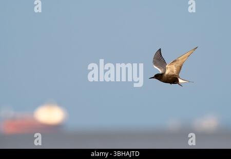 Die schwarze Seeschwalbe (Chlidonias niger), die am blauen Himmel mit einem Frachtschiff im Hintergrund fliegt. Galveston, Texas, USA Stockfoto