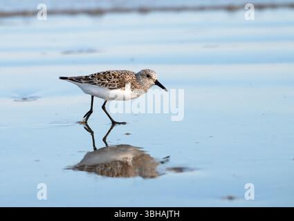Sanderling füttern am Strand, Galveston, Texas, USA Stockfoto