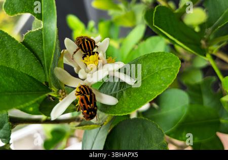 Ein Euselatenkäfer auf einer Zitronenblüte. Foto auf Lamma Island in Hongkong. Stockfoto