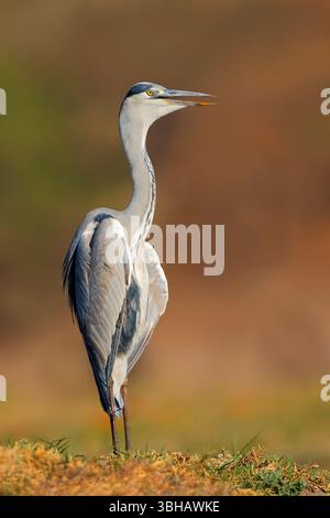 Ein grauer Reiher (Ardea cinerea), der in einem natürlichen Lebensraum im Chobe-Nationalpark in Botswana steht Stockfoto