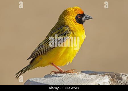 Ein männlicher südafrikanischer Maskenweber (Ploceus velatus), der auf einem Felsen thront, Südafrika Stockfoto