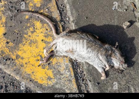 Tote Ratte, die auf dem Boden liegt. Die Ratte ist tot und hat viel Fell drauf Stockfoto