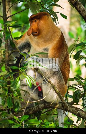 Ein ausgewachsener männlicher Proboscis-Affe sitzt auf einem Baumzweig, umgeben von dem üppigen grünen Laub seines tropischen Lebensraums. Das legendäre Large des Affen, b Stockfoto