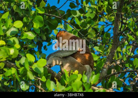 Ein fesselnder Blick auf einen vom Aussterben bedrohten Proboscis-Affen (Nasalis larvatus) in Ruhe inmitten des lebendigen grünen Laubs eines Baumes in Borneo. Stockfoto