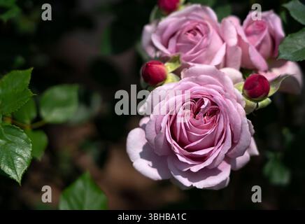 Rosa Rosen blühen im Garten Stockfoto