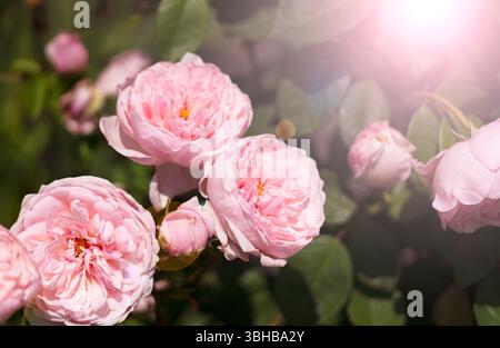 Helle und rosafarbene Rosen blühen im Garten Stockfoto