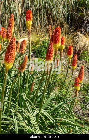 Red Hot Poker Werk (Kniphofia Uvaria), Queenstown, Otago, Neuseeland Stockfoto