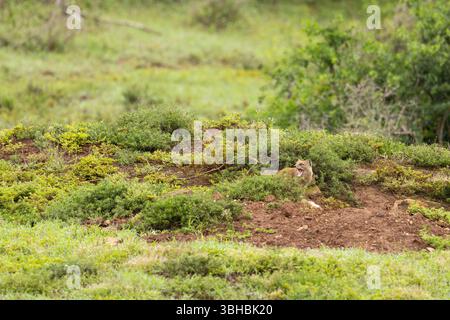 Ein gelber Mungos (Cynictus penicillata) in seiner Höhle, Addo Elephant National Park, Südafrika. Stockfoto