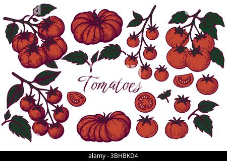 Handgezeichneter Tomaten-Illustrationssatz mit verschiedenen Tomatensorten, Zweigen, Scheiben und Blättern in Rot und Grün auf weißem Hintergrund. Perfekt für den Bauernhof Stock Vektor