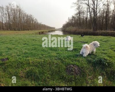 Drei kleine Hunde spielen auf einem Grasfeld in der Nähe eines Kanals. Stockfoto