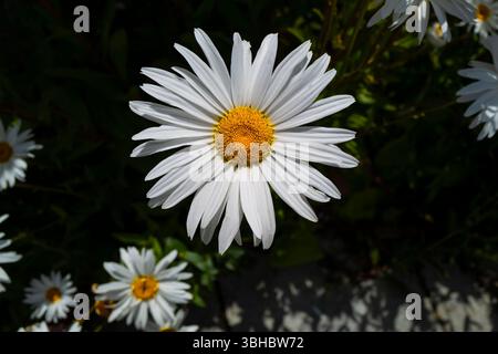 Shasta Daisy Daisies Leucanthemum x superbum wächst in einem Blumenbeet in einem Garten in Newquay in Cornwall, Großbritannien. Stockfoto