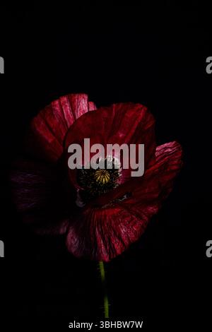 Nahaufnahme einzelne dunkelrote Mohnblume auf schwarzem Hintergrund. Dramatisch beleuchtet vor einem dunklen, minimalistischen Hintergrund. Moody Flora Stockfoto