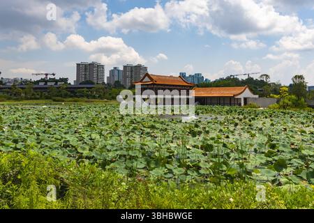 Lotusblumen in den chinesischen Gärten in Jurong East, Singapur Stockfoto