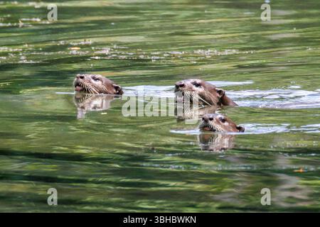 Glatte Otter, Lutrogale perspicillata schwimmen in einem See im Botanischen Garten in Singapur Stockfoto