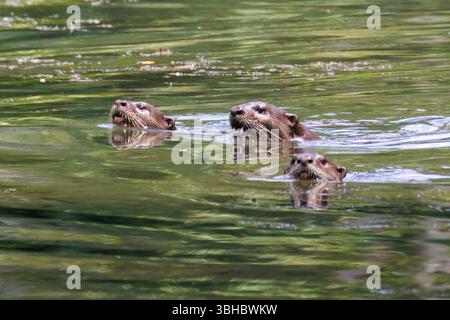Glatte Otter, Lutrogale perspicillata schwimmen in einem See im Botanischen Garten in Singapur Stockfoto