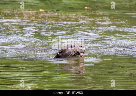 Glatte Otter, Lutrogale perspicillata schwimmen in einem See im Botanischen Garten in Singapur Stockfoto