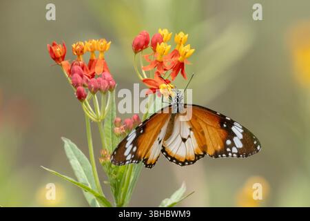 Einfacher Tigerfalter, Danaus chrysippus. Singapur Stockfoto