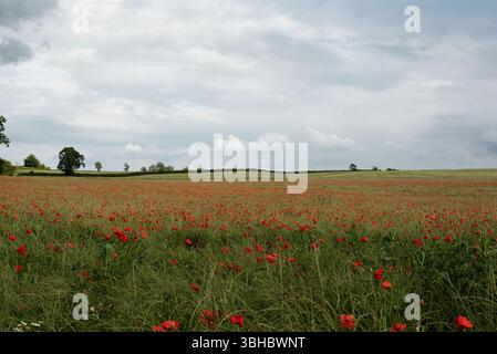 Ein Blick auf ein Mohnfeld unter dem dunkelblauen Himmel. Stockfoto