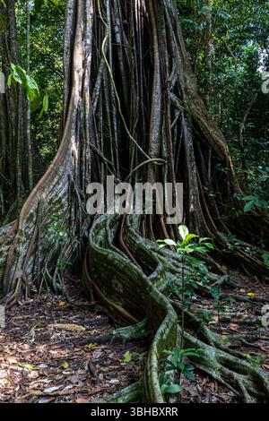 Strangler Feigenwurzeln, die den Dschungelboden umschließen Stockfoto