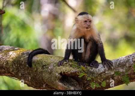 Ein Kapuziner mit weißem Gesicht hält still an einem bemoosten Zweig Stockfoto