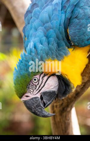 Wunderschöner blau-gelber Ara in Gefangenschaft in Aparecida, São Paulo Stockfoto
