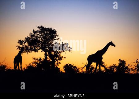 Südafrikanische Giraffe oder Kapgiraffe (Giraffa giraffa oder Giraffa camelopardalis giraffa). Mashatu Wildreservat, Botswana. Stockfoto