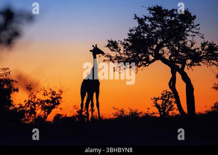 Südafrikanische Giraffe oder Kapgiraffe (Giraffa giraffa oder Giraffa camelopardalis giraffa). Mashatu Wildreservat, Botswana. Stockfoto