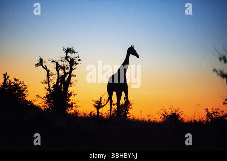 Südafrikanische Giraffe oder Kapgiraffe (Giraffa giraffa oder Giraffa camelopardalis giraffa). Mashatu Wildreservat, Botswana. Stockfoto