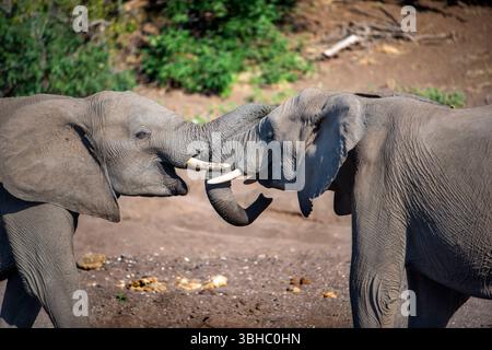 Afrikanische Buschelefanten in einem Wasserloch, Loxodonta africana, Mashatu Game Reserve, Botswana Stockfoto