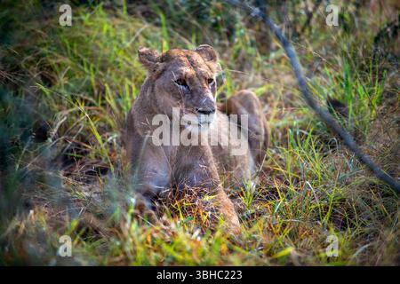 Weiblicher Löwe, Panthera leo melanochaita, Mala Lodge Game Reserve Sabi Sand Park Kruger Südafrika, Afrika Stockfoto