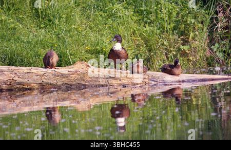 Eine Gruppe von Enten sitzt auf einem Baumstamm an einem ruhigen Seeufer, umgeben von üppiger Vegetation, die sich im Wasser spiegelt. Die Szene weckt ein Gefühl der Ruhe Stockfoto