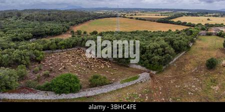 Schafherde in einem Steingehege, in der Nähe von Binifat, Sencelles, Mallorca, Balearen, Spanien. Stockfoto