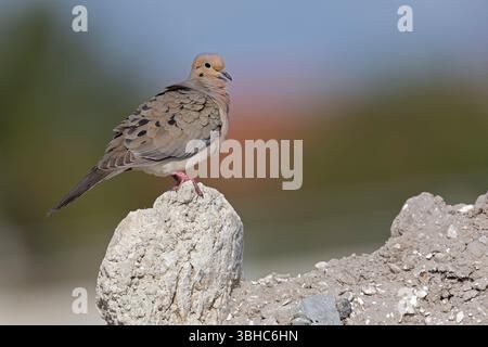 Eine Trauertaube (Zenaida macroura), die auf einem Felsen thront. Stockfoto