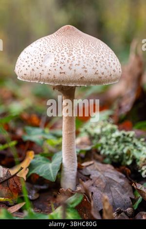Ein einzelner Wildpilz in einem Wald in Istrien, Kroatien Stockfoto
