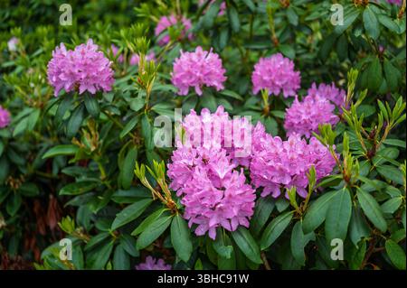 Lilafarbenes Rhododendronblüten ragen in einem üppigen Garten hervor und zeigen leuchtende Cluster vor einem Hintergrund von tiefgrünem Laub. Stockfoto