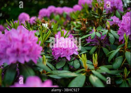 Lilafarbenes Rhododendronblüten ragen in einem üppigen Garten hervor und zeigen leuchtende Cluster vor einem Hintergrund von tiefgrünem Laub. Stockfoto