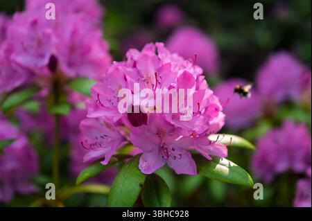 Lilafarbenes Rhododendronblüten ragen in einem üppigen Garten hervor und zeigen leuchtende Cluster vor einem Hintergrund von tiefgrünem Laub. Stockfoto