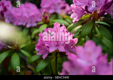 Lilafarbenes Rhododendronblüten ragen in einem üppigen Garten hervor und zeigen leuchtende Cluster vor einem Hintergrund von tiefgrünem Laub. Stockfoto