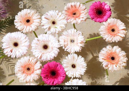 Rote rosafarbene Gerbera-Blüten, die im Wasser schwimmen Stockfoto