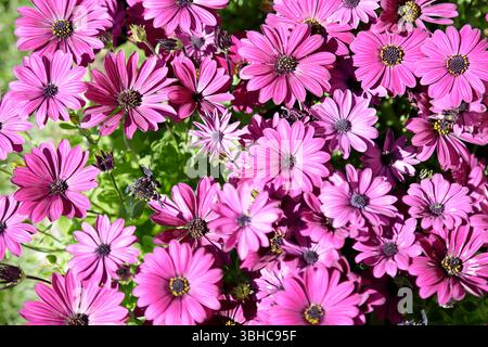 Dimorphotheca ecklonis oder Osteospermum oder African Daisy in voller Blüte Stockfoto
