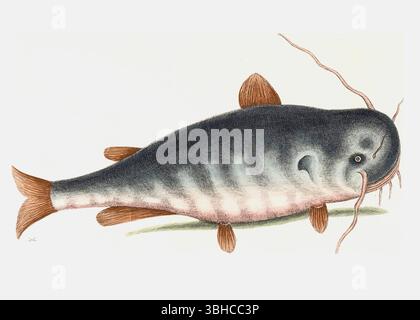 Mark Catesby - Wels - Platte 23 aus Band II von Mark Catesbys Naturgeschichte von Carolina, Florida und den Bahama-Inseln (London, 1731) Stockfoto