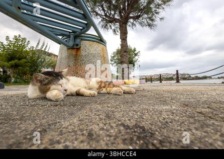 Katze schläft auf der Straße. Selektiver Fokus. Geringe Schärfentiefe. Stockfoto