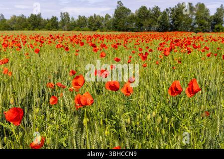 Papaver Rhoeas, der Mohn auf einem Weizenfeld Stockfoto