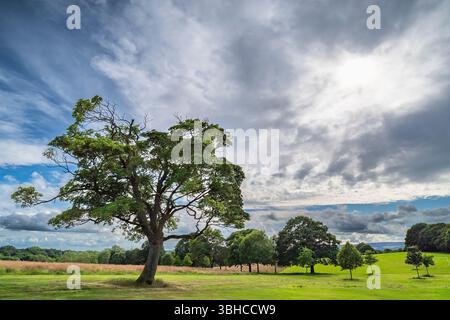 Großer Ahornbaum in trüber Sonne, Graves Park, Norton, Sheffield Stockfoto