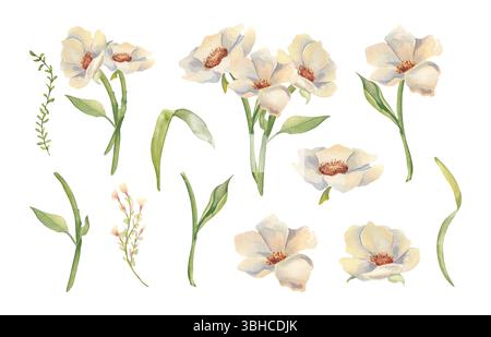 Weiße Blumenklipart aus cremigen Anemonen, Mohnblumen auf Stielen und winzigen Wildblumengräsern Aquarellillustration isoliert. Set Pfingstrosen, Blüten Stockfoto