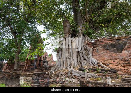 Hinter dem Bodhi-Baum, wo der Buddha-Kopf im Wat Mahathat gefangen ist Stockfoto