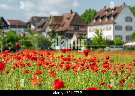 Reichenau, Deutschland. Juni 2025. Mohnblumen blühen im Sonnenschein auf der Insel Reichenau. Quelle: Silas Stein/dpa/Alamy Live News Stockfoto